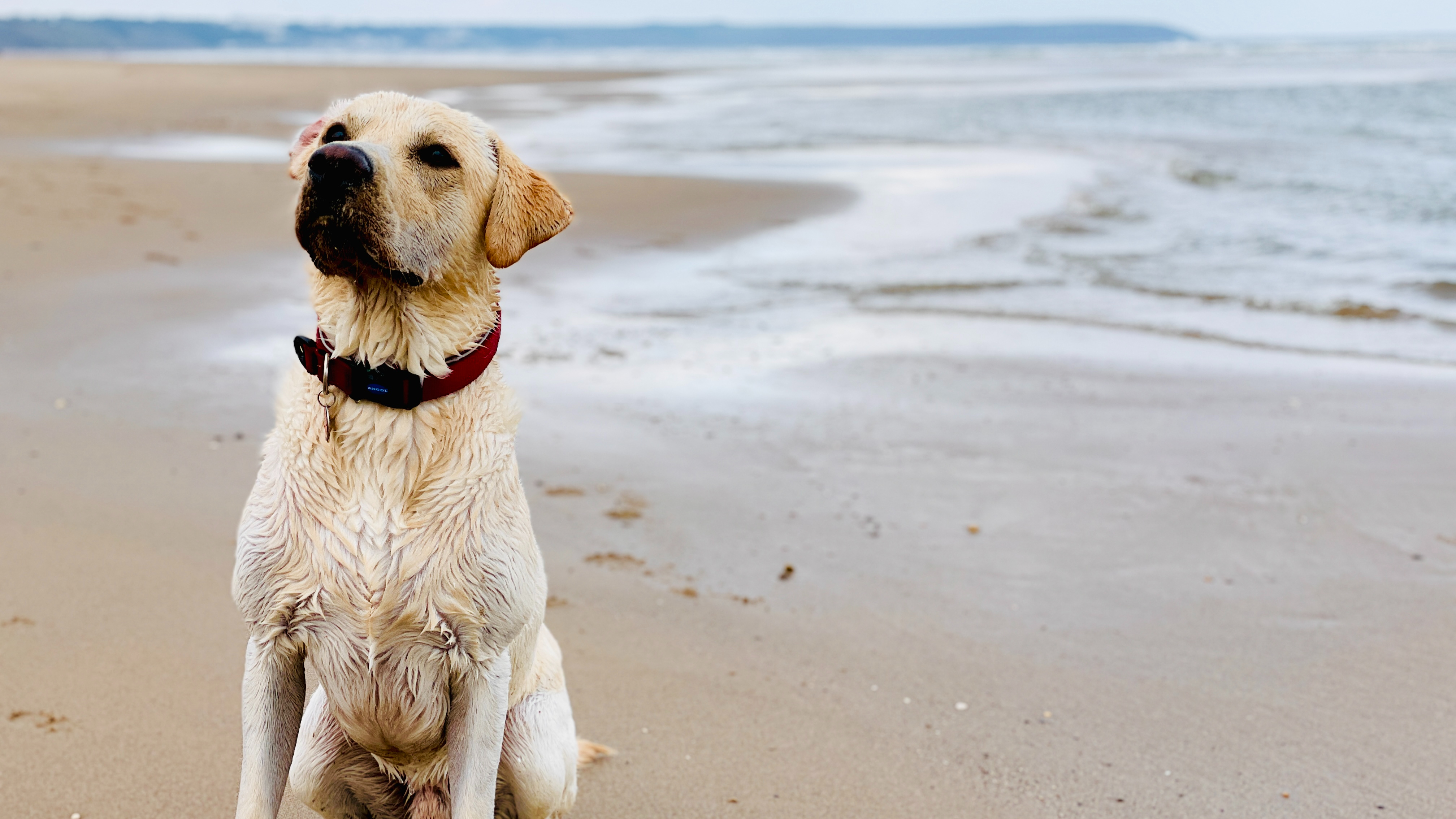 Filey – Our First Proper Dog-Friendly Weekend Away 🐾