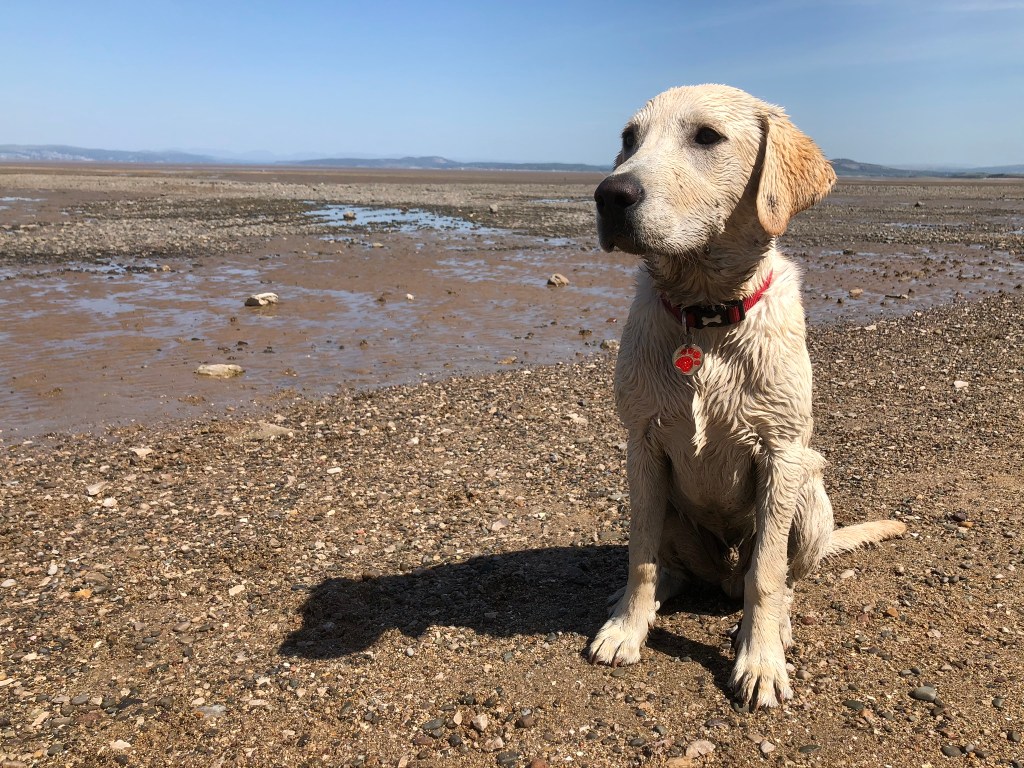 Welcome to The Ruff&nbsp;Guide!